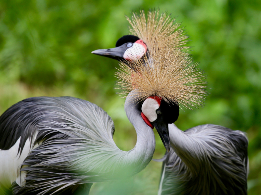 UGANDA
